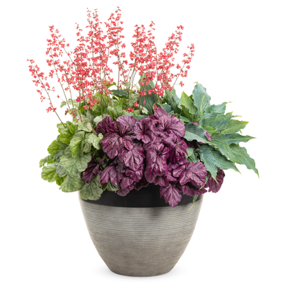 Dolce® 'Spearmint' Coral Bells (Heuchera)