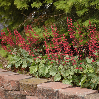 Dolce® 'Spearmint' Coral Bells (Heuchera)