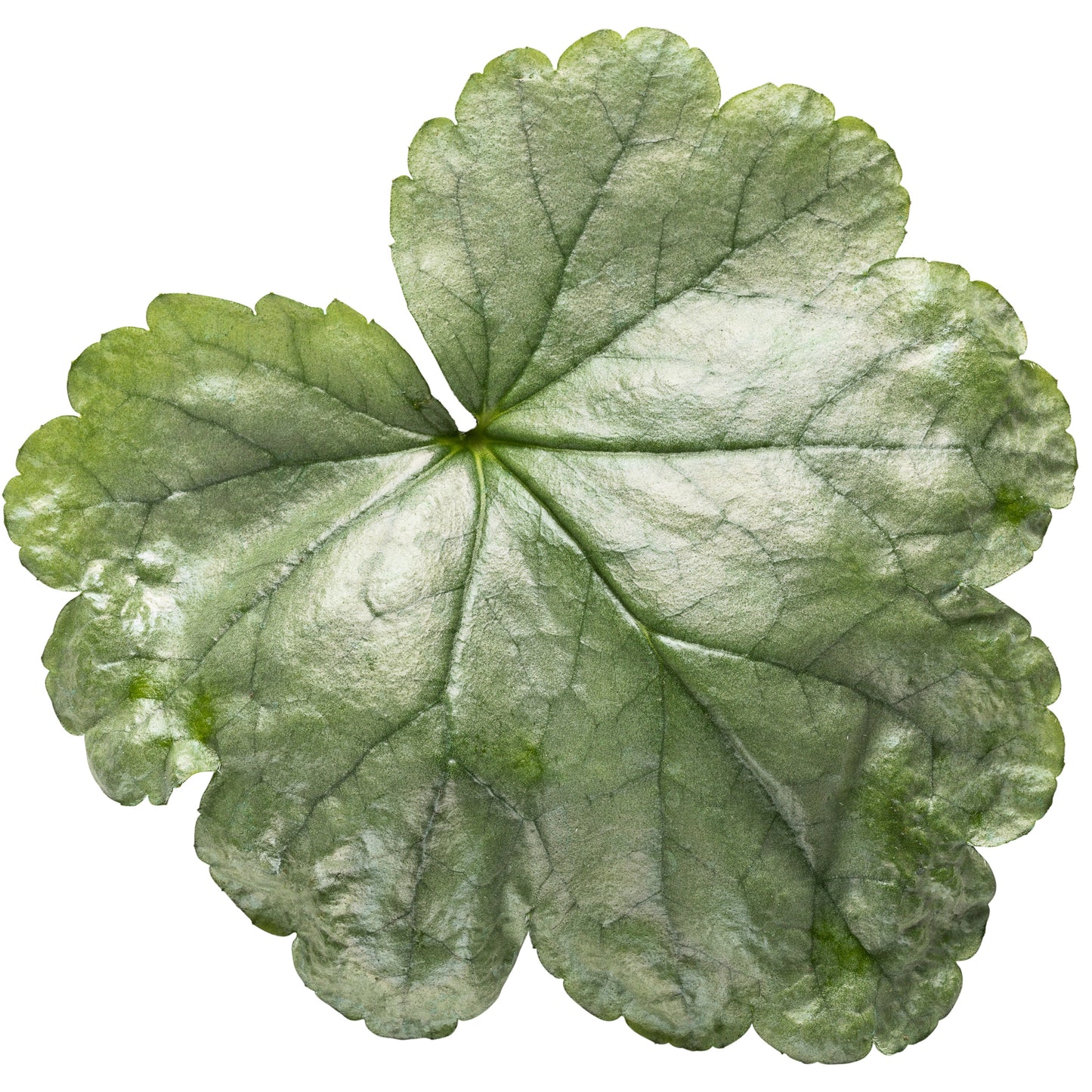 Dolce® 'Spearmint' Coral Bells (Heuchera)