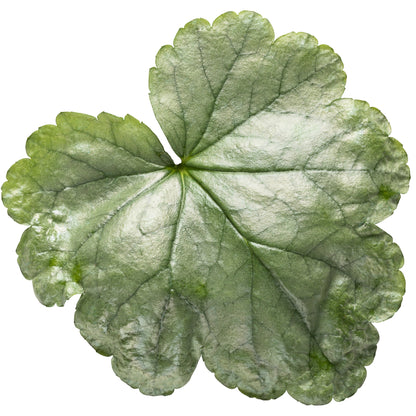 Dolce® 'Spearmint' Coral Bells (Heuchera)