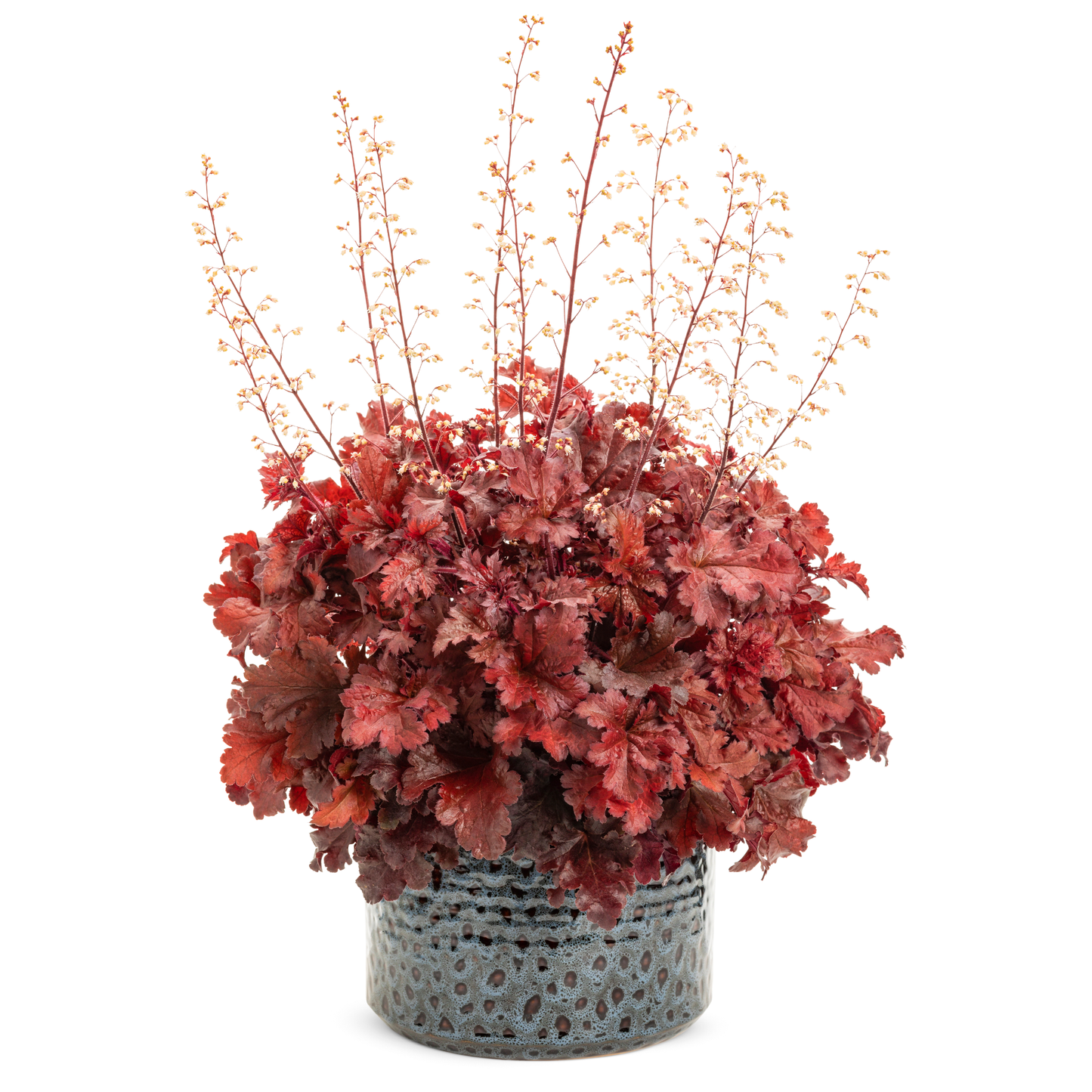 Dolce® 'Cherry Truffles' Coral Bells (Heuchera)