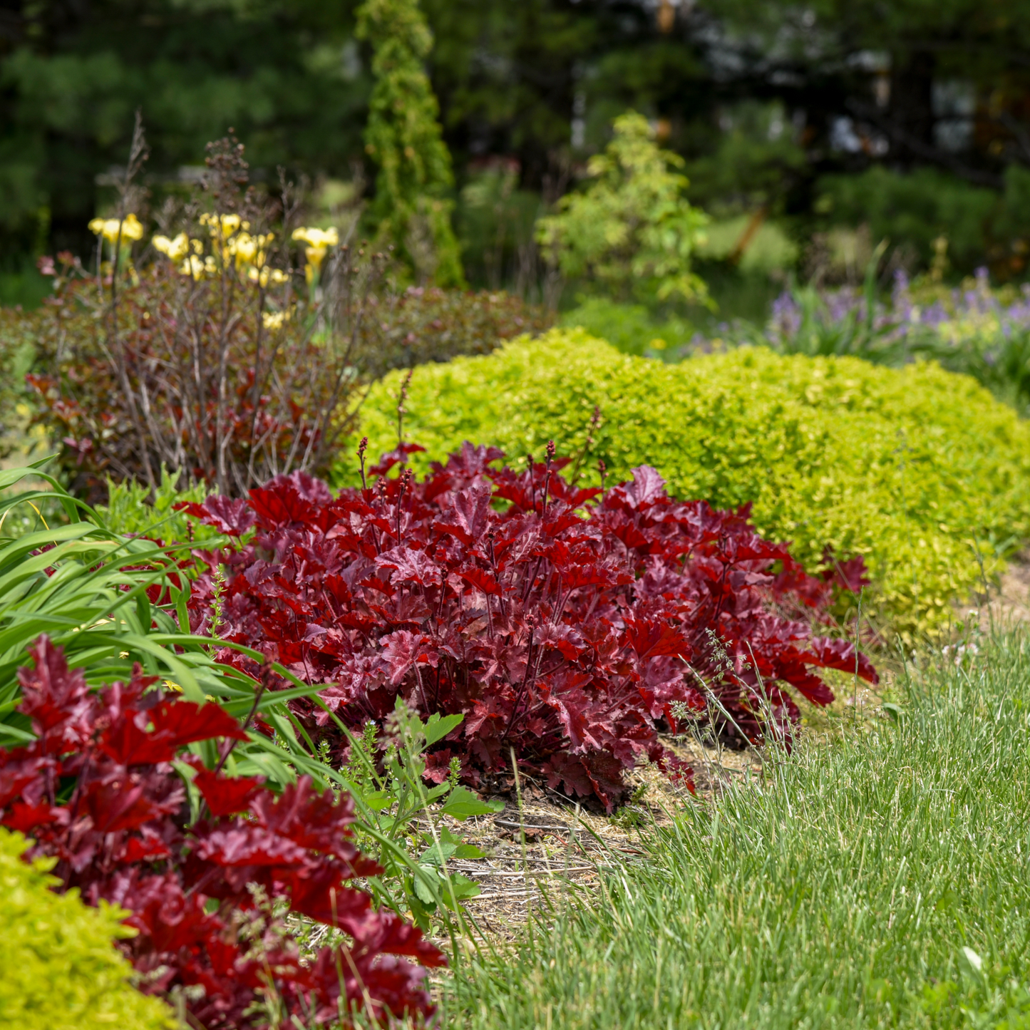 Dolce® 'Cherry Truffles' Coral Bells (Heuchera)