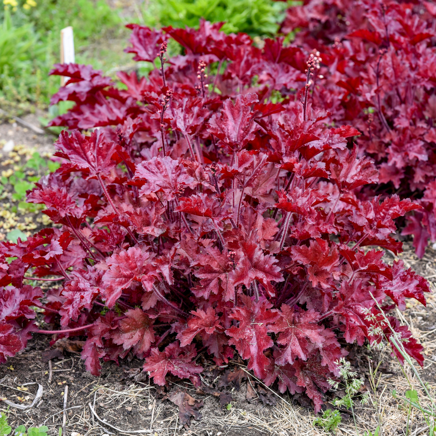 Dolce® 'Cherry Truffles' Coral Bells (Heuchera)