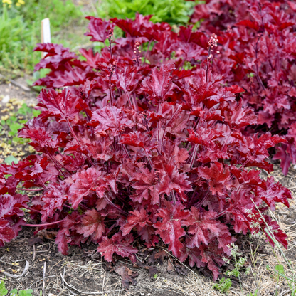 Dolce® 'Cherry Truffles' Coral Bells (Heuchera)
