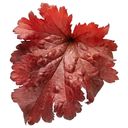 Dolce® 'Cherry Truffles' Coral Bells (Heuchera)