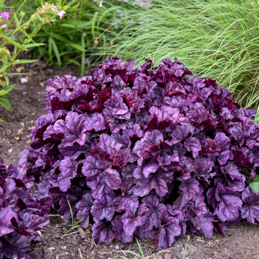 Dolce® 'Wildberry' Coral Bells (Heuchera)