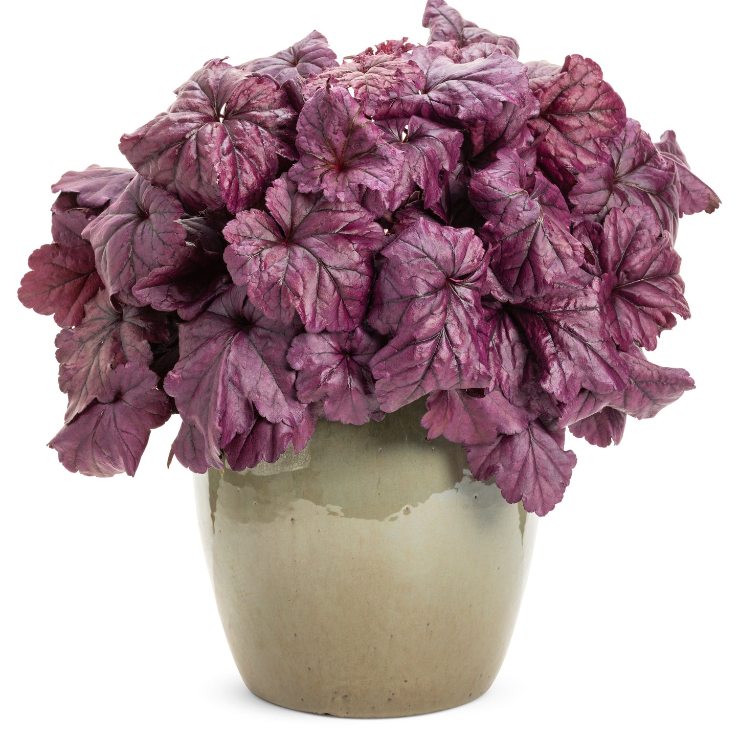 Dolce® 'Wildberry' Coral Bells (Heuchera)