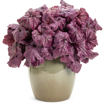 Dolce® 'Wildberry' Coral Bells (Heuchera)