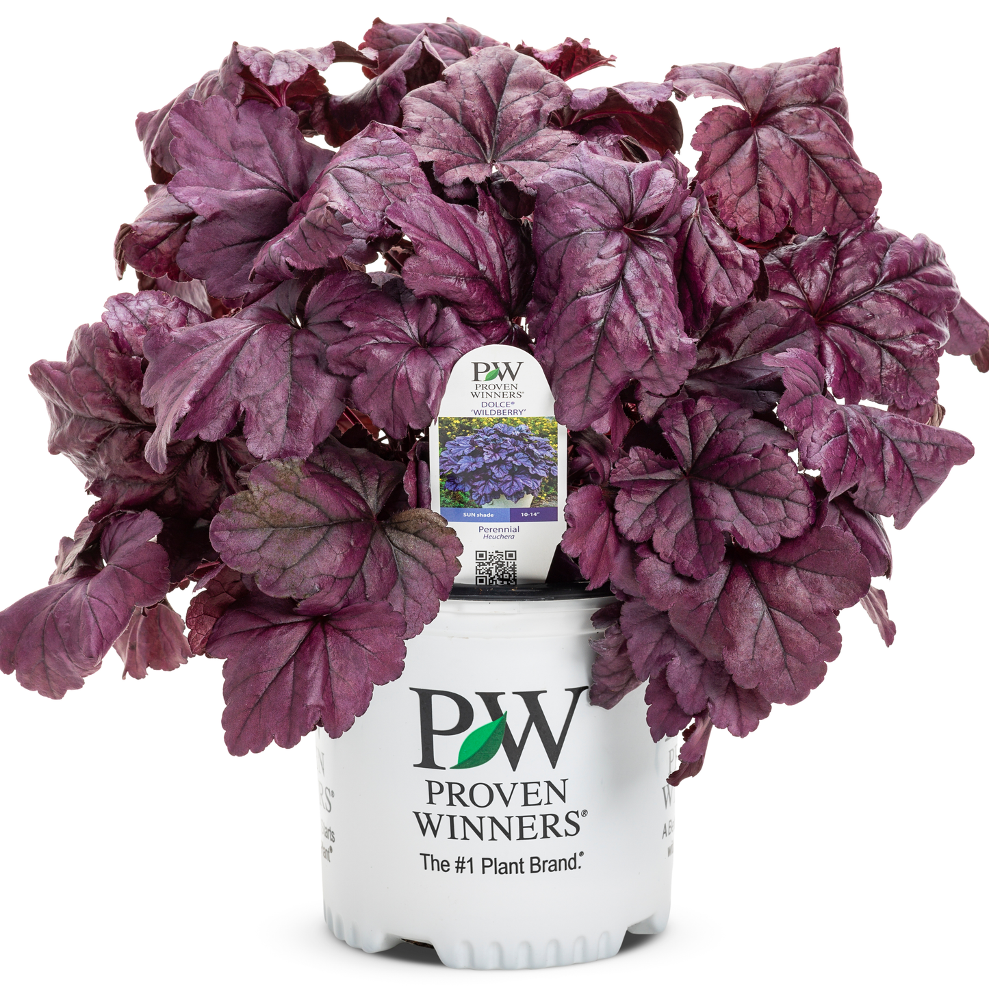 Dolce® 'Wildberry' Coral Bells (Heuchera)