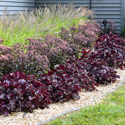 Dolce® 'Wildberry' Coral Bells (Heuchera)