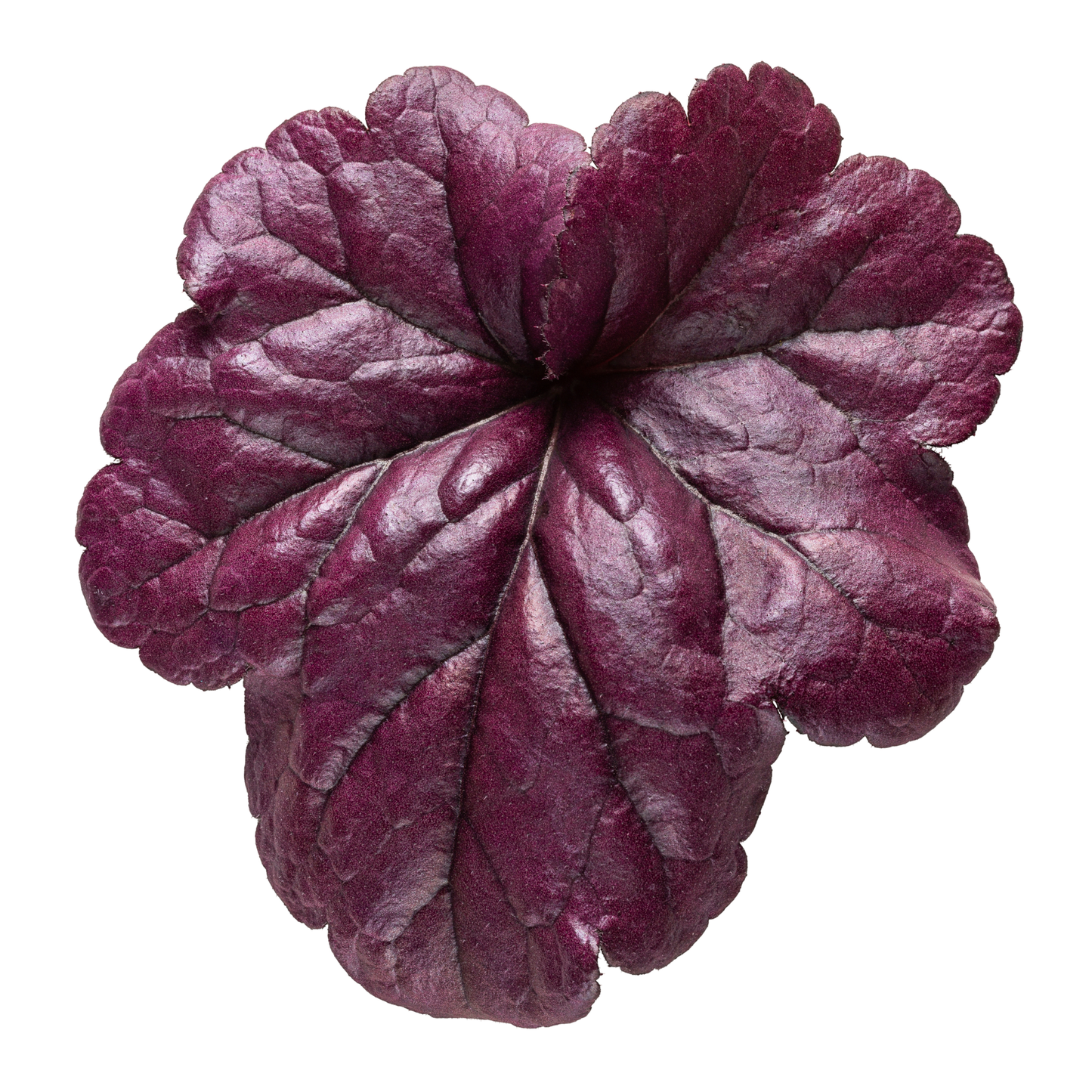 Dolce® 'Wildberry' Coral Bells (Heuchera)
