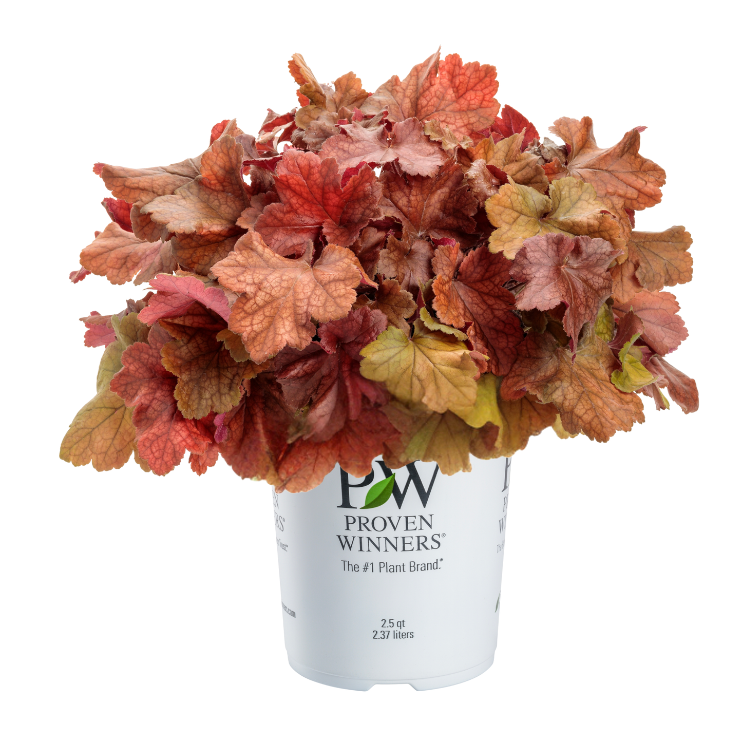 Dolce® 'Toffee Tart' Coral Bells (Heuchera)