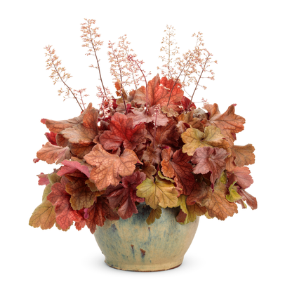 Dolce® 'Toffee Tart' Coral Bells (Heuchera)