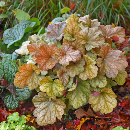 Dolce® 'Toffee Tart' Coral Bells (Heuchera)