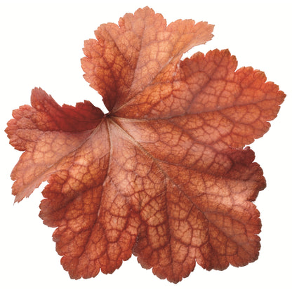Dolce® 'Toffee Tart' Coral Bells (Heuchera)