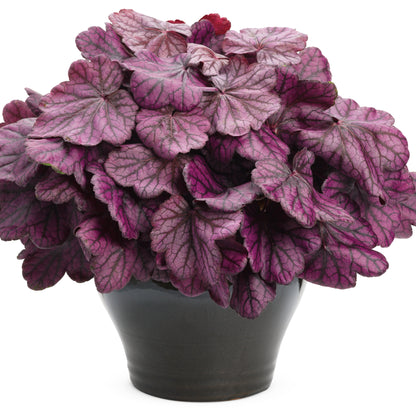 Primo® 'Wild Rose' Coral Bells (Heuchera)