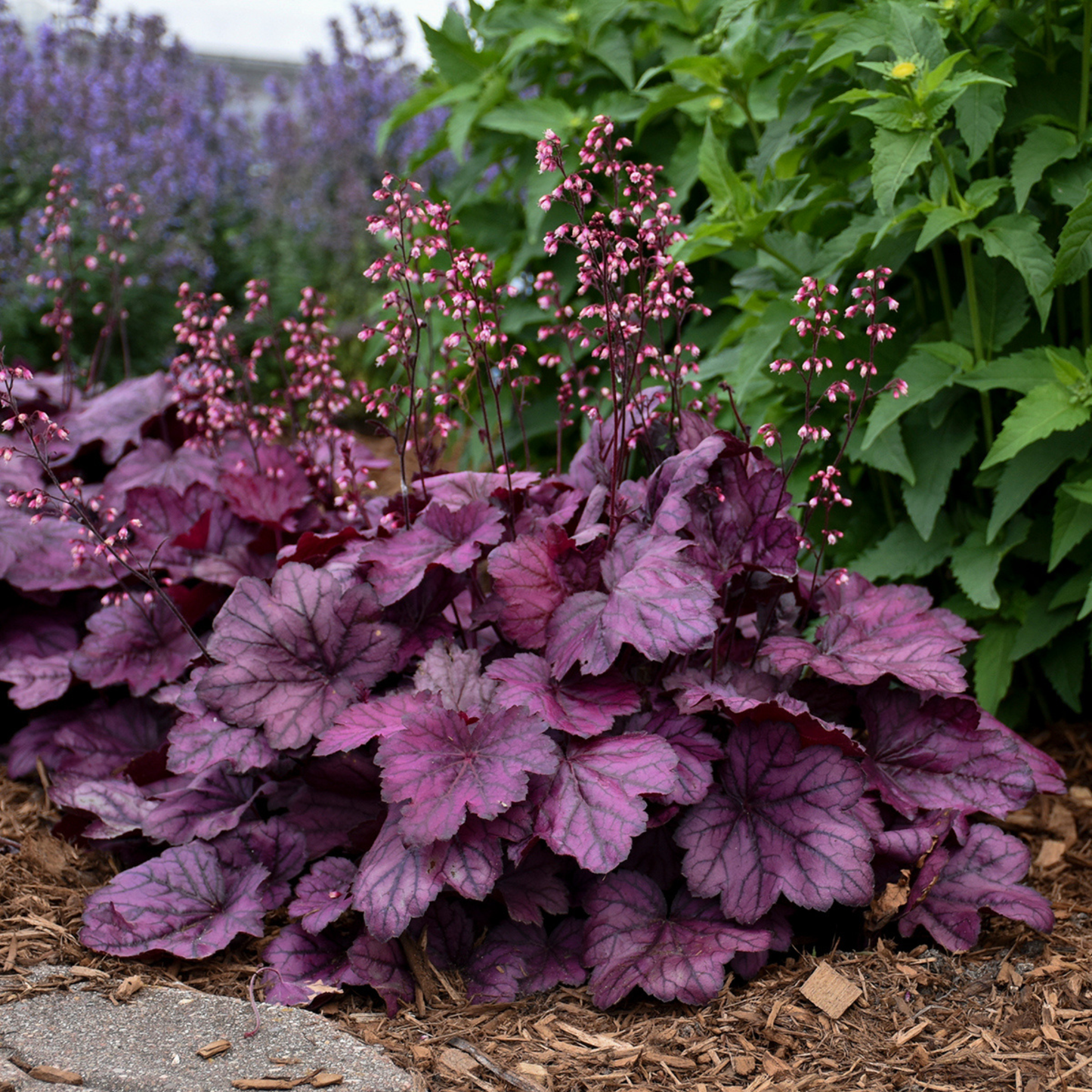 Primo® 'Wild Rose' Coral Bells (Heuchera)