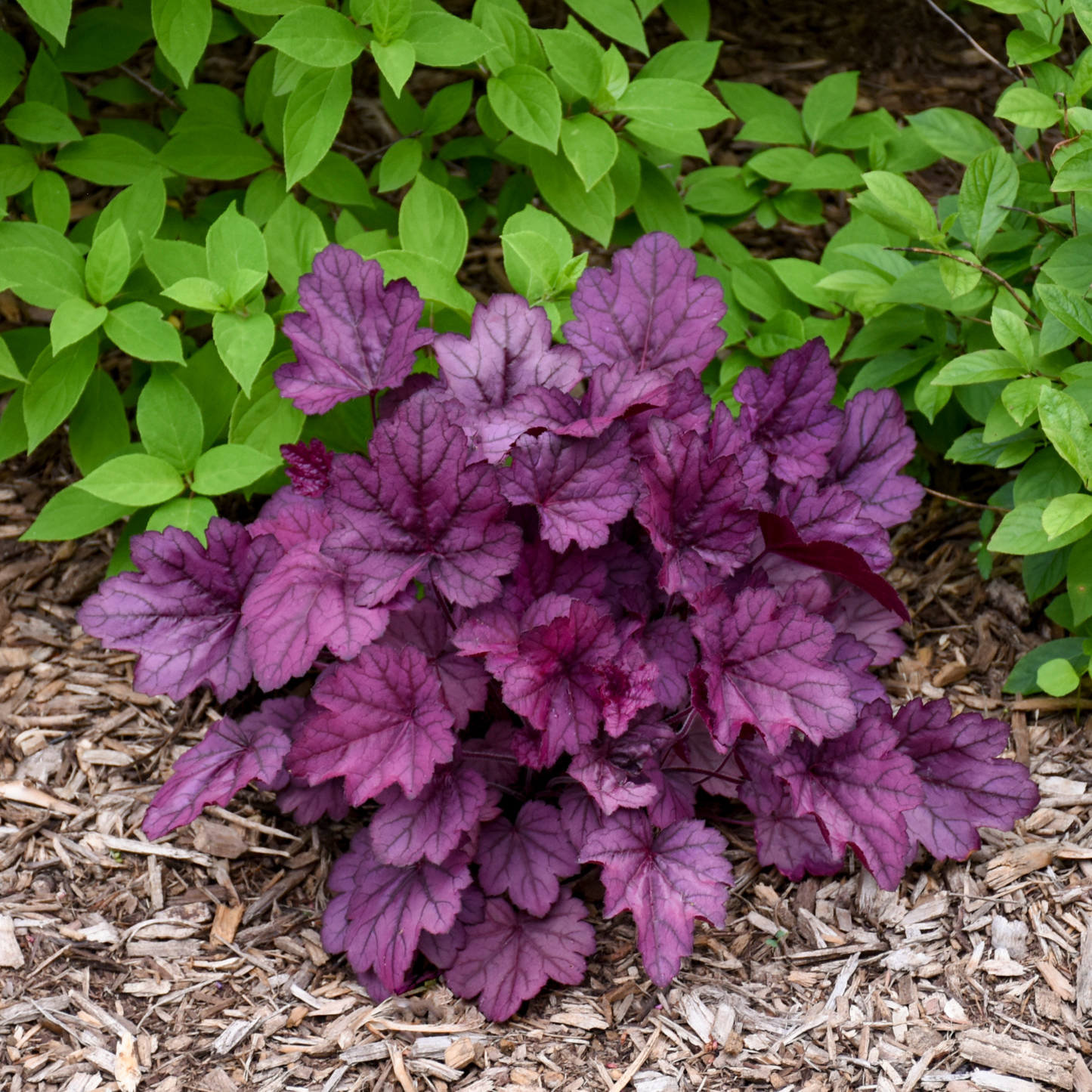 Primo® 'Wild Rose' Coral Bells (Heuchera)