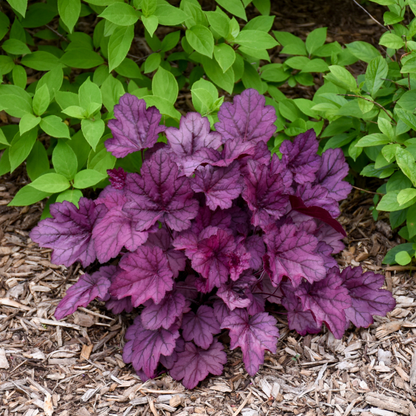 Primo® 'Wild Rose' Coral Bells (Heuchera)