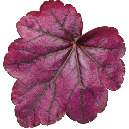 Primo® 'Wild Rose' Coral Bells (Heuchera)
