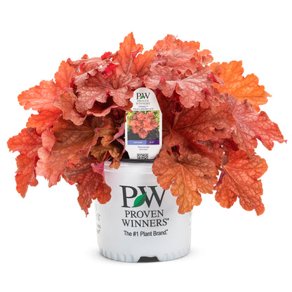 Primo® 'Peachberry Ice' Coral Bells (Heuchera)