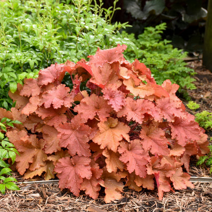 Primo® 'Peachberry Ice' Coral Bells (Heuchera)