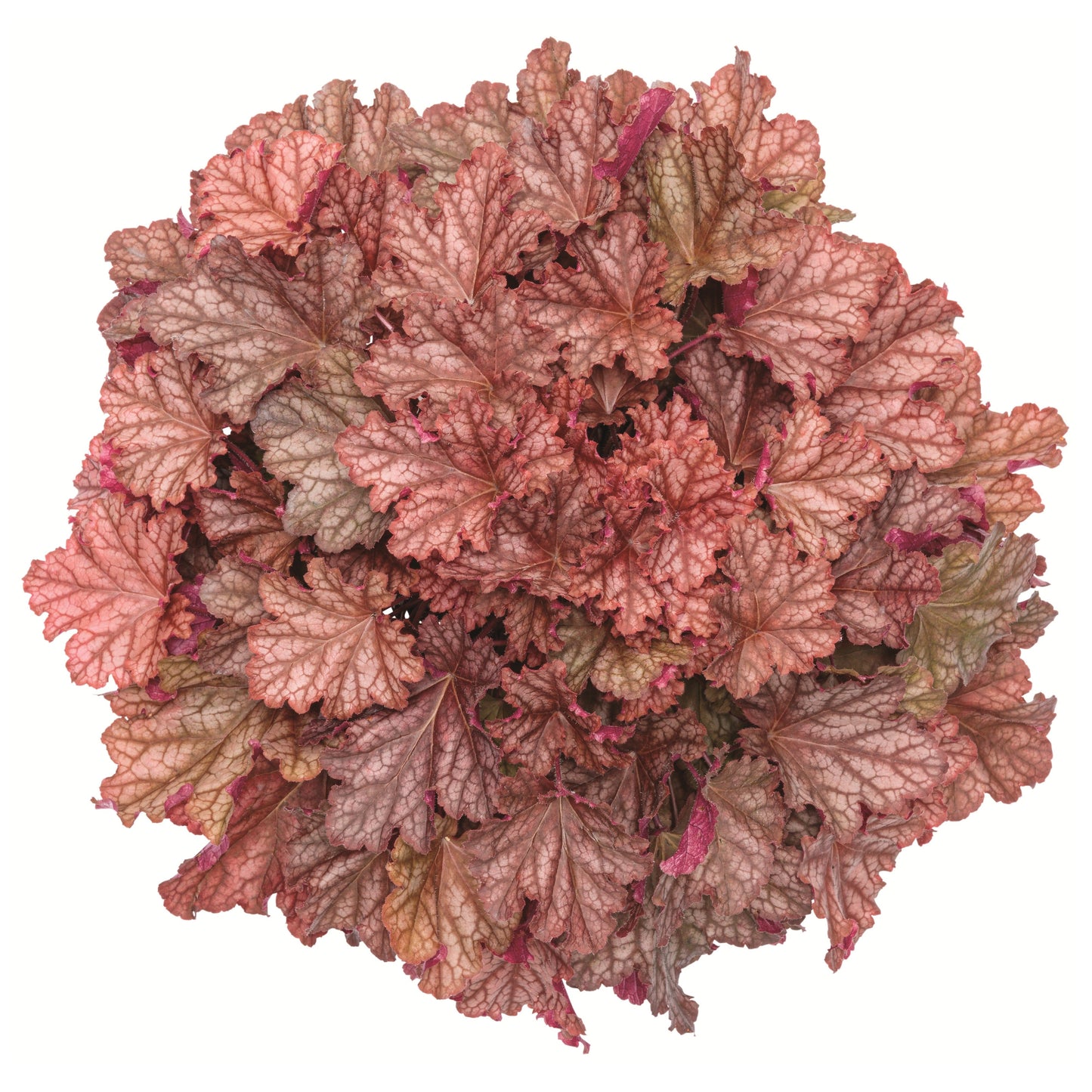 Primo® 'Peachberry Ice' Coral Bells (Heuchera)