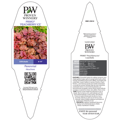Primo® 'Peachberry Ice' Coral Bells (Heuchera)