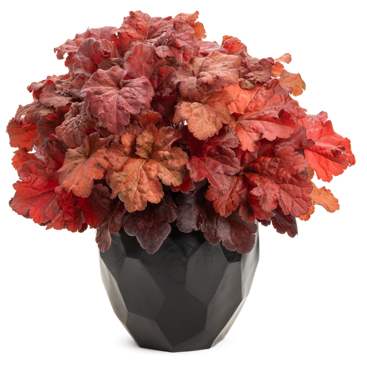 Primo® 'Mahogany Monster' Coral Bells (Heuchera)
