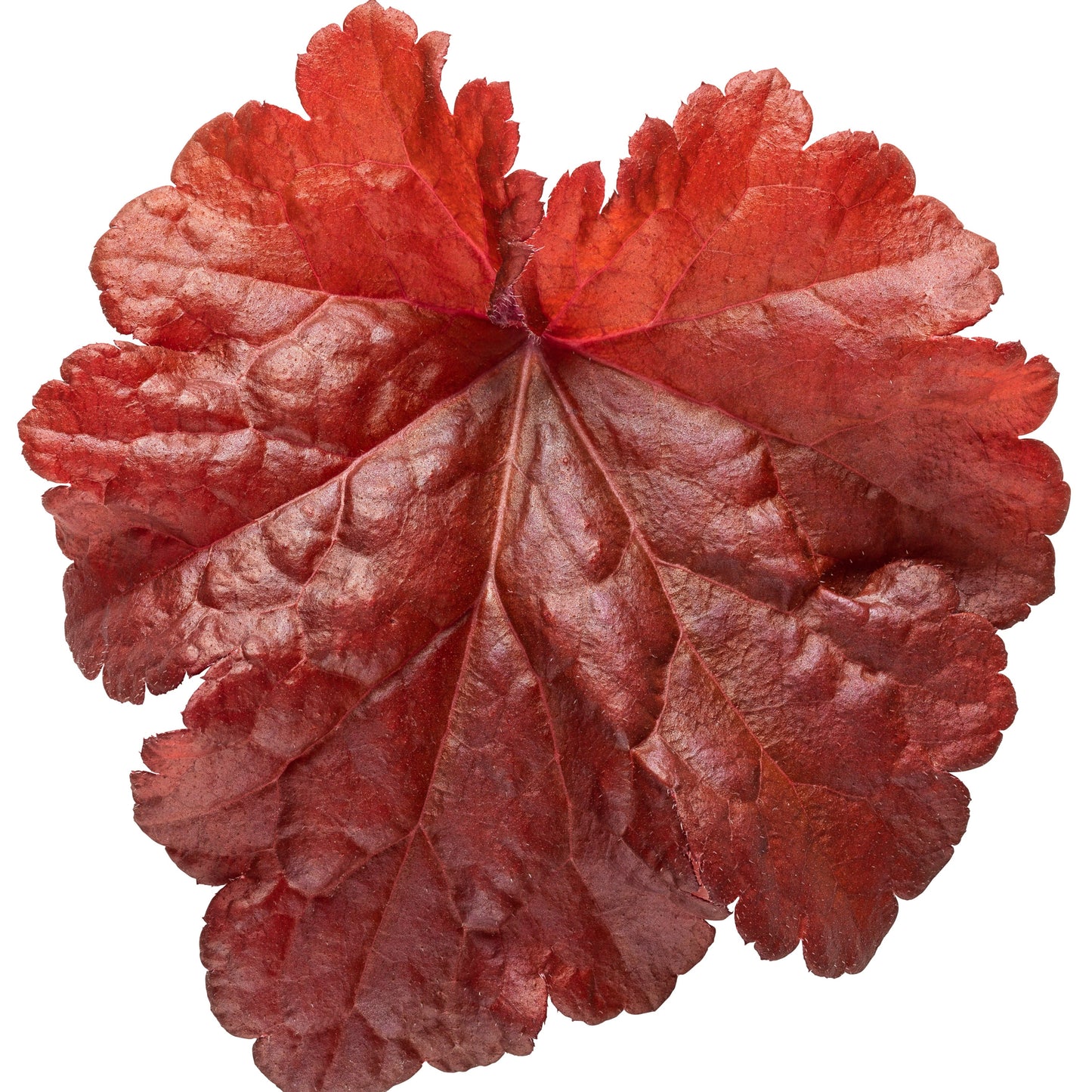 Primo® 'Mahogany Monster' Coral Bells (Heuchera)