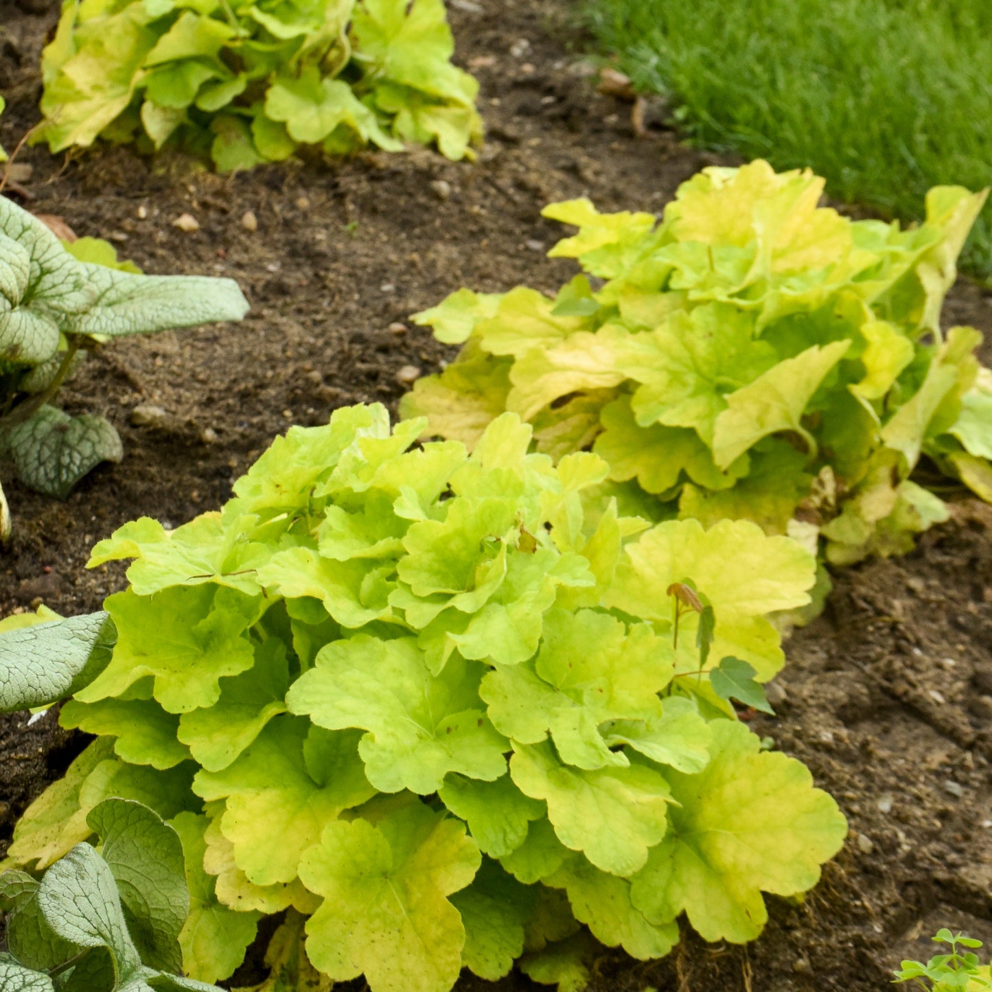 Primo® 'Pistachio Ambrosia' Coral Bells (Heuchera)