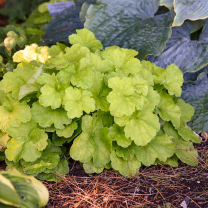 Dolce 'Pistachio Ambrosia' Coral Bells in use.