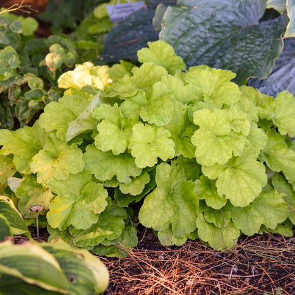 Primo® 'Pistachio Ambrosia' Coral Bells (Heuchera)