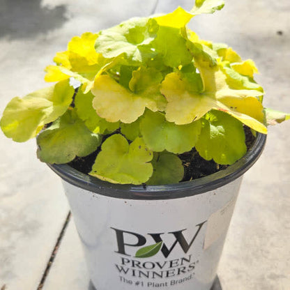 Dolce 'Pistachio Ambrosia' Dolce 'Pistachio Ambrosia' Coral Bells in use.