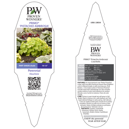 Primo® 'Pistachio Ambrosia' Coral Bells (Heuchera)