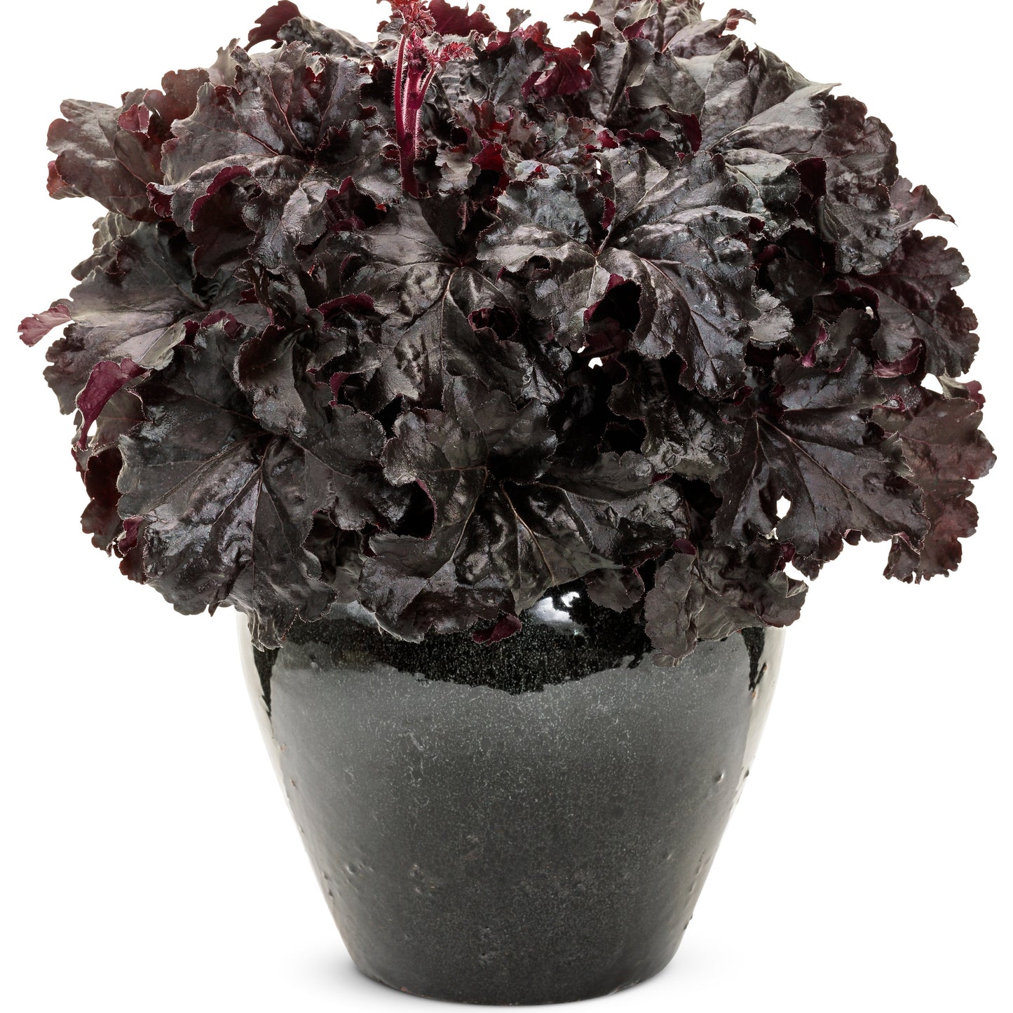 Dressed Up® 'Evening Gown' Coral Bells (Heuchera)