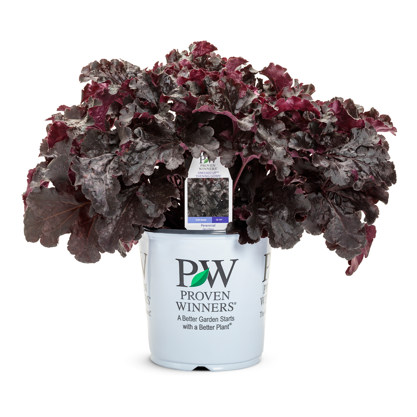 Dressed Up® 'Evening Gown' Coral Bells (Heuchera)