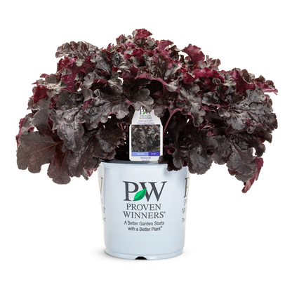 Dressed Up® 'Evening Gown' Coral Bells (Heuchera)