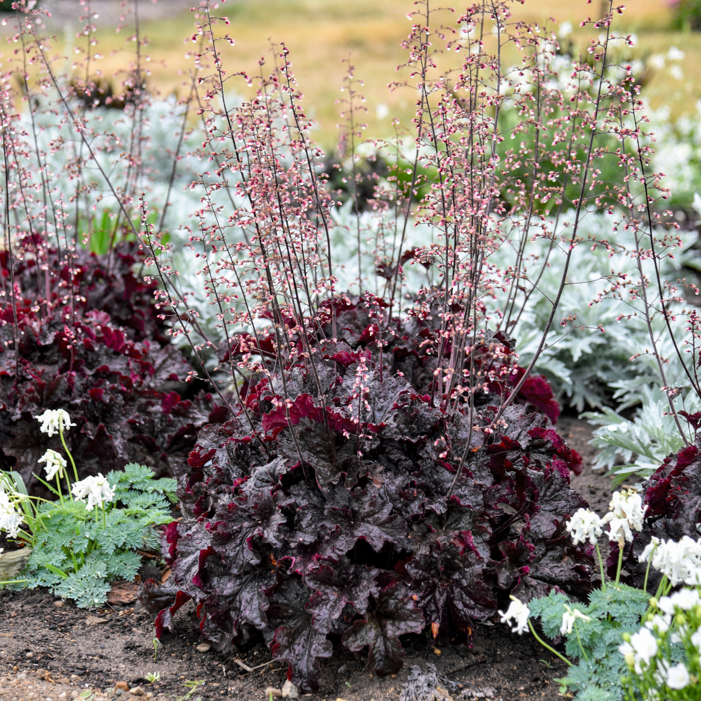 Dressed Up® 'Evening Gown' Coral Bells (Heuchera)