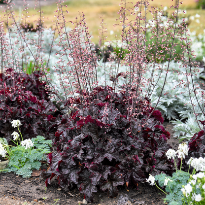 Dressed Up® 'Evening Gown' Coral Bells (Heuchera)