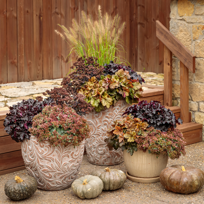 Dressed Up® 'Evening Gown' Coral Bells (Heuchera)