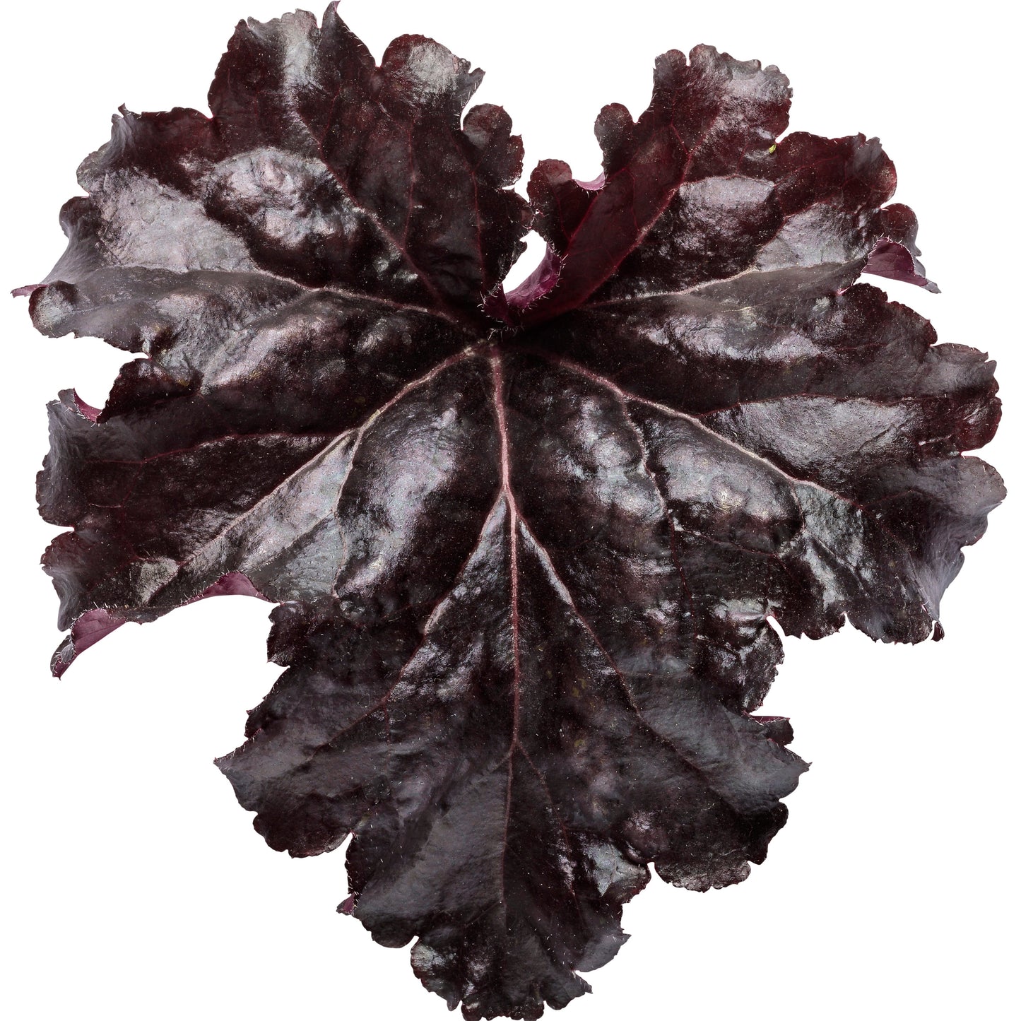 Dressed Up® 'Evening Gown' Coral Bells (Heuchera)