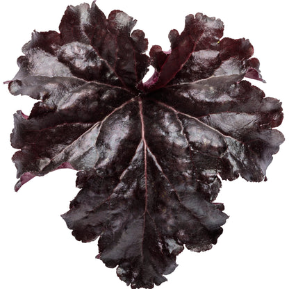 Dressed Up® 'Evening Gown' Coral Bells (Heuchera)