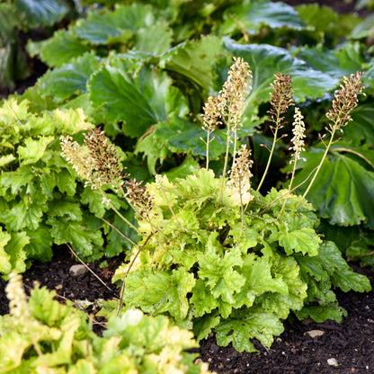 Dressed Up® 'Ball Gown' Coral Bells (Heuchera)