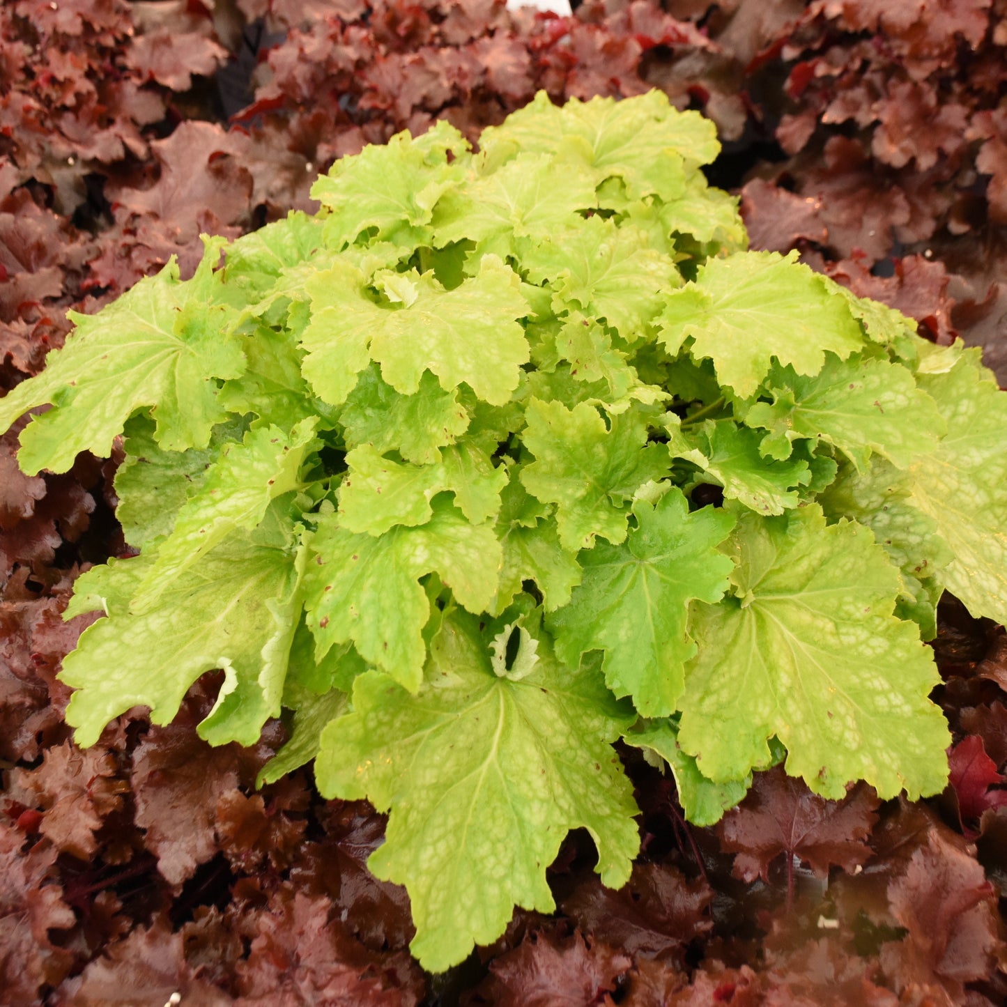 Dressed Up® 'Ball Gown' Coral Bells (Heuchera)