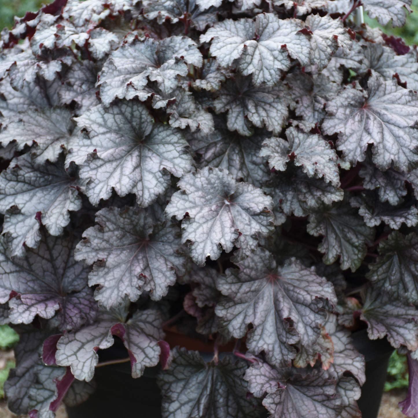 Dressed Up® 'Prom Dress' Coral Bells (Heuchera)