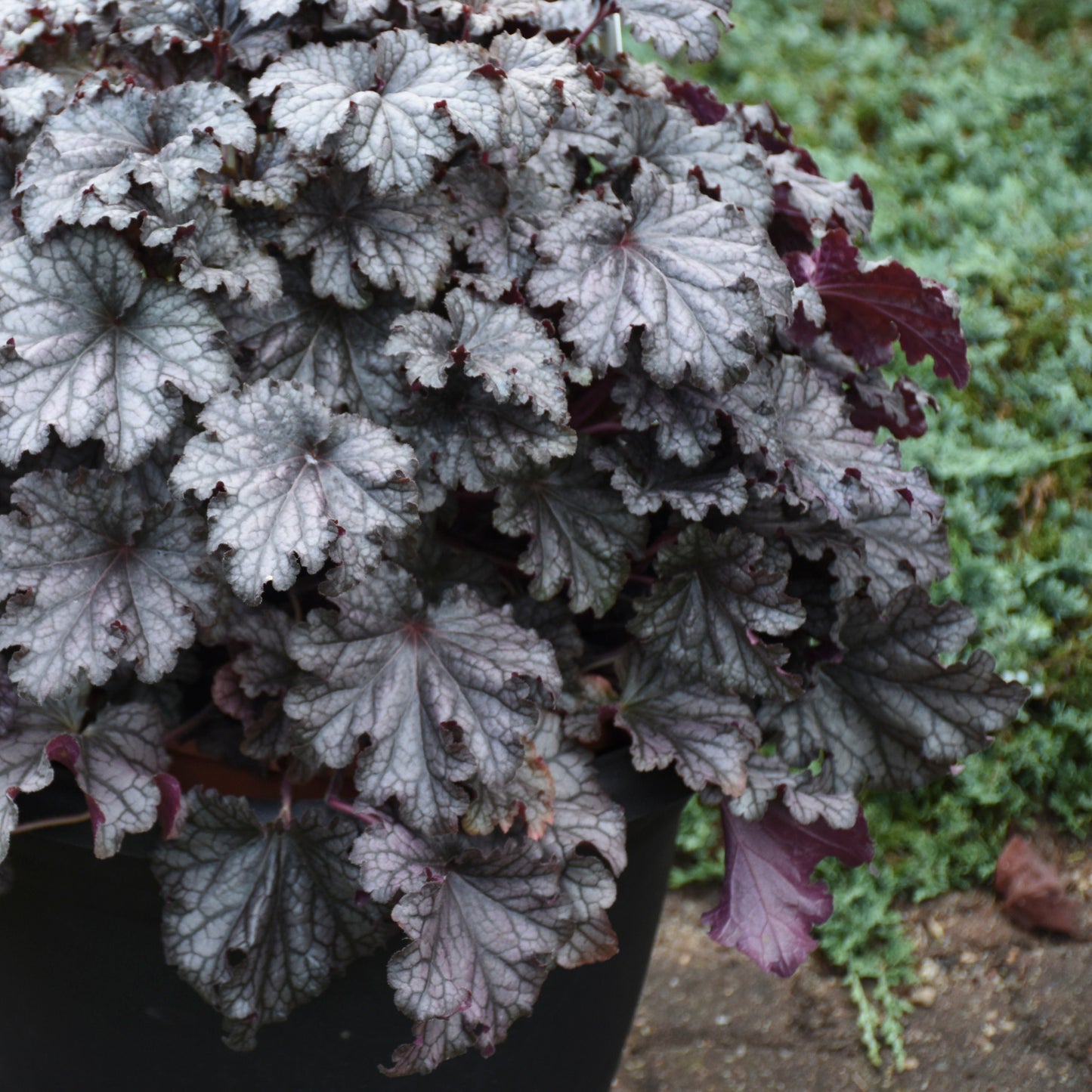 Dressed Up® 'Prom Dress' Coral Bells (Heuchera)