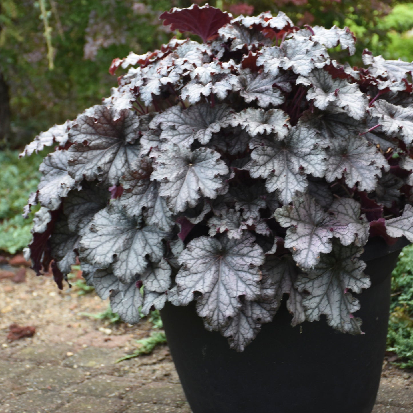 Dressed Up® 'Prom Dress' Coral Bells (Heuchera)