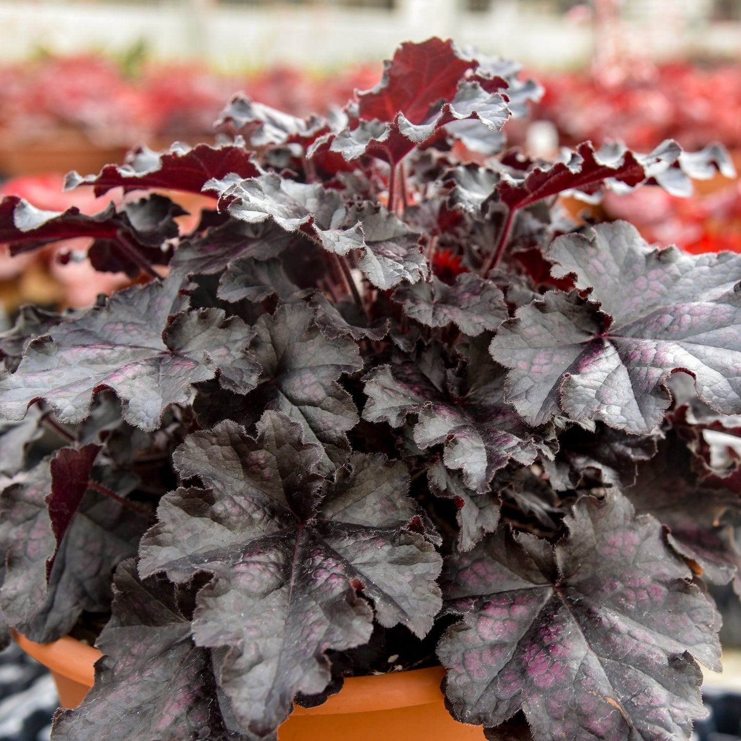 Dolce® 'Sultry Night' Coral Bells (Heuchera) | Proven Winners® New Variety 2026