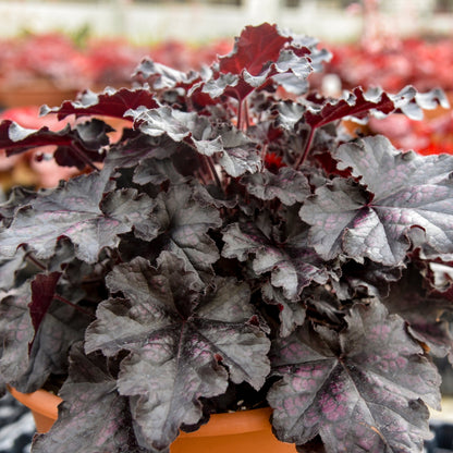 Dolce® 'Sultry Night' Coral Bells (Heuchera) | Proven Winners® New Variety 2026